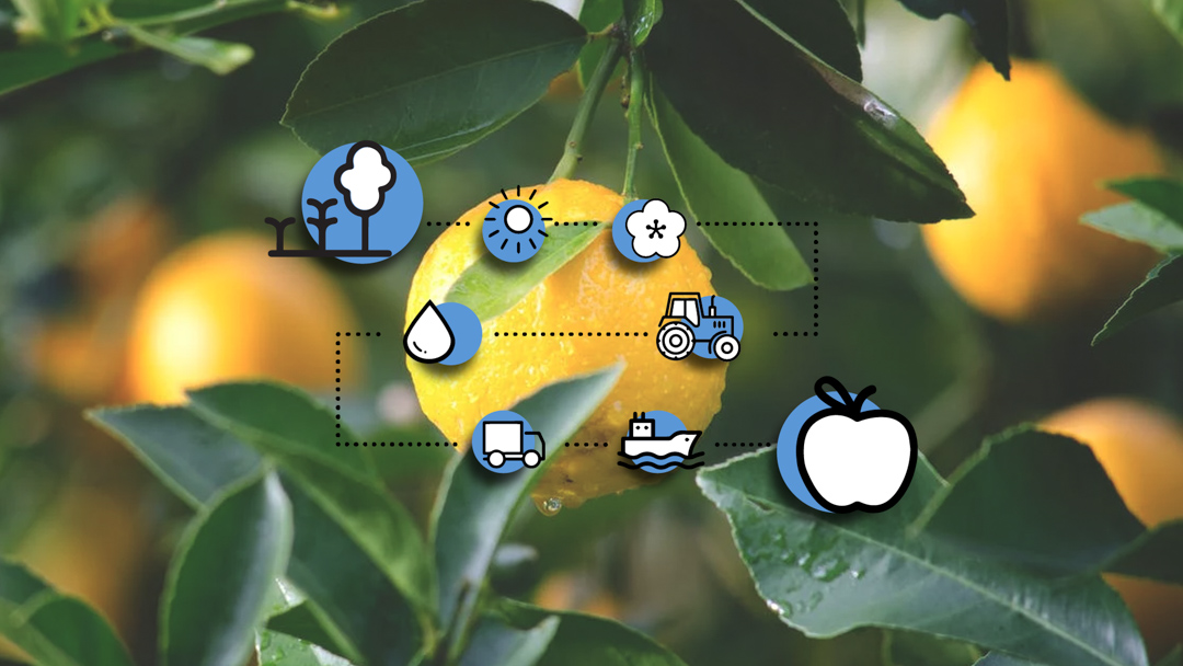 Frutihorticultura